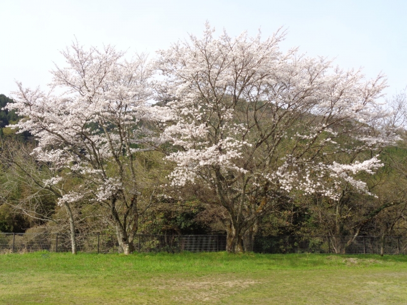 ４月２日（火）桜