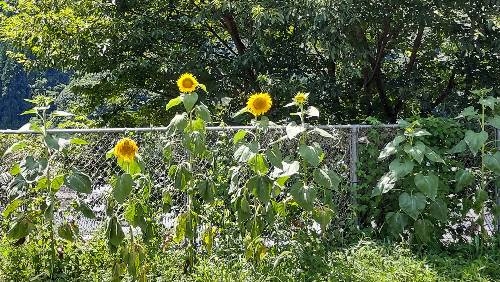 夏休みスタート～夏真っ盛り～です
