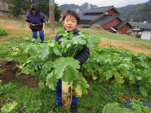 わかば・やまびこ学級での大根収穫と「大根屋さん」