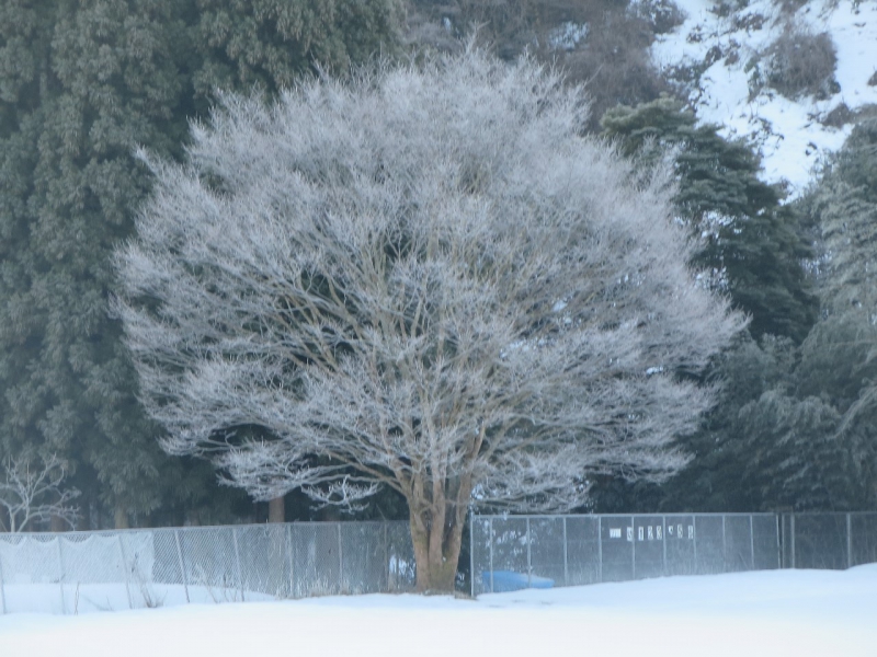 １月２１日（木）冬の樹