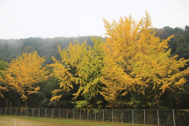 １１月１５日（金）イチョウ