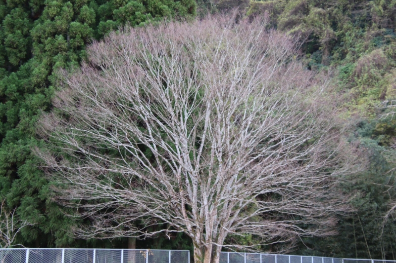 令和６年１２月６日（金）校庭の木