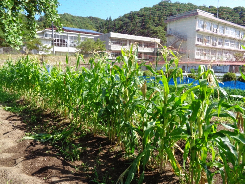 ７月１７日（木）畑３