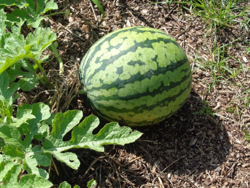 ７月１７日（木）畑２