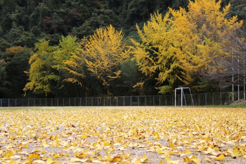 １１月１３日（木）校庭のイチョウ