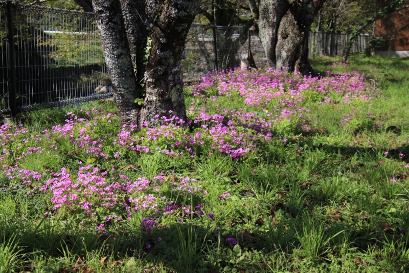 １１月１３日（木）裏庭花