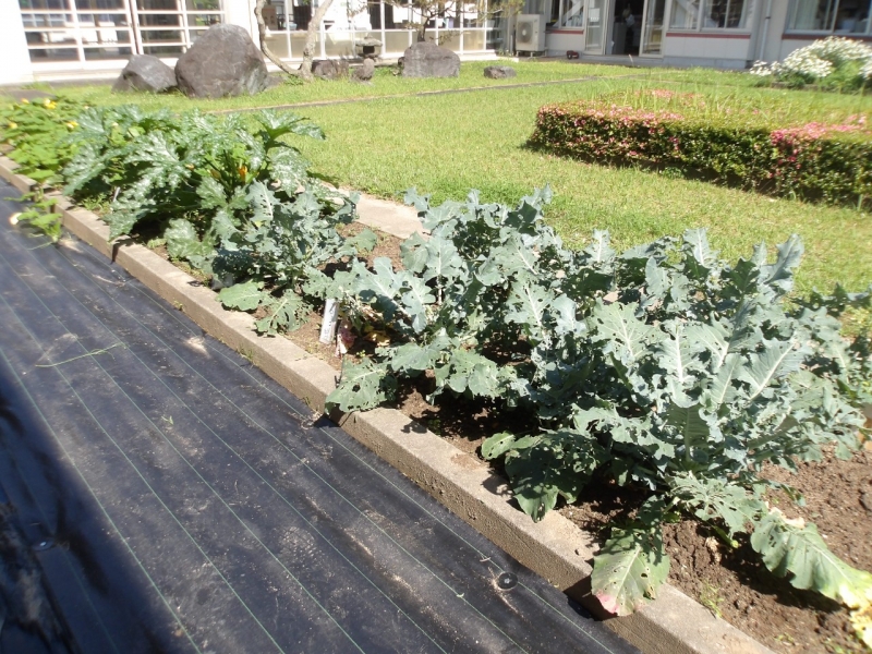 大きく育ってくれました