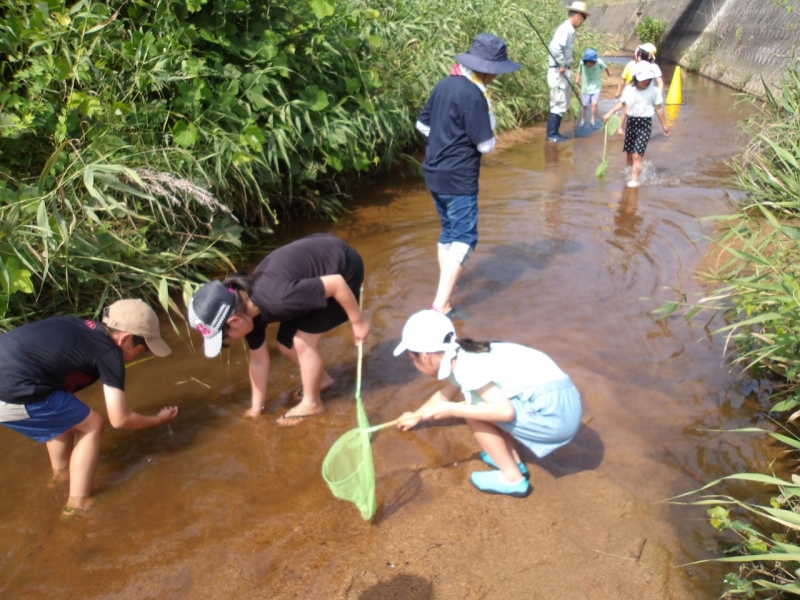 川の生き物採集