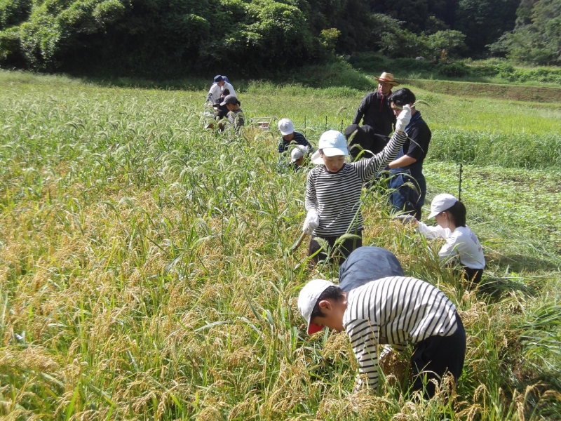 稲刈り完了　～おいしいお米になりますように～