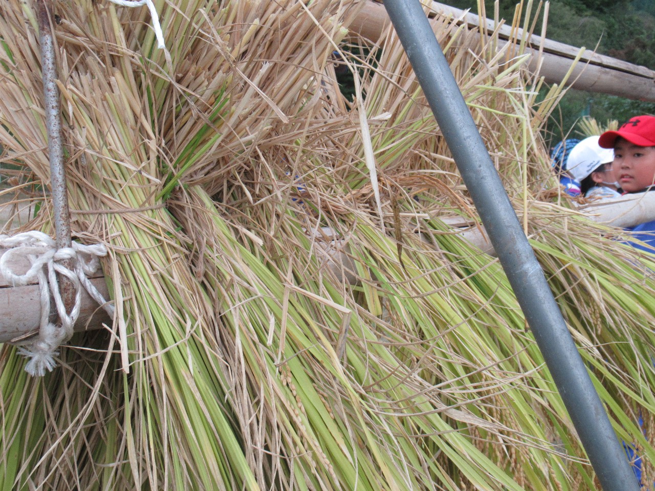 児童の活動 雲南市立西日登小学校