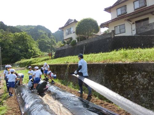 さつまいもの苗植え