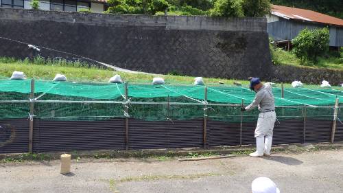 さつまいもの苗植え（大切な仕上げ）