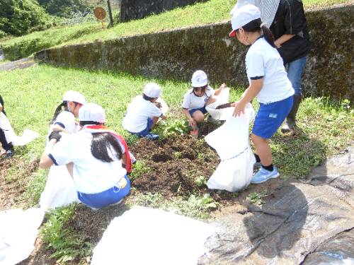 さつまいもの苗植え（大切な仕上げ）