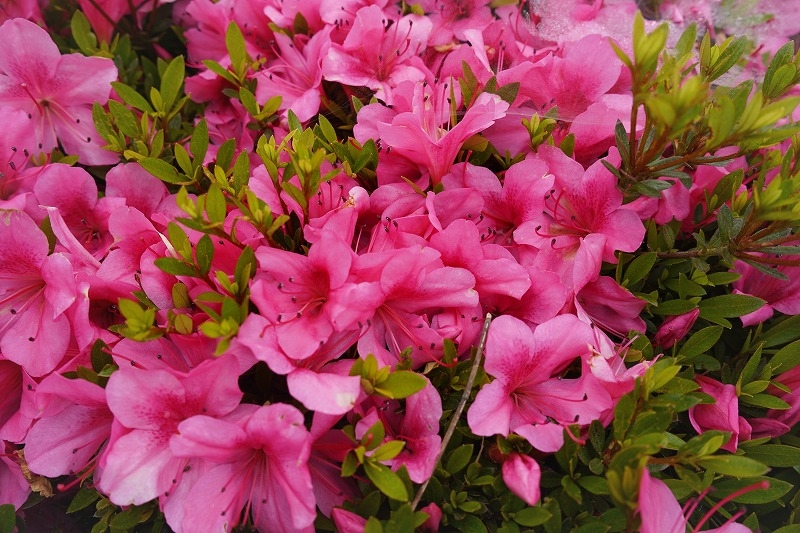 雲南市立吉田中学校