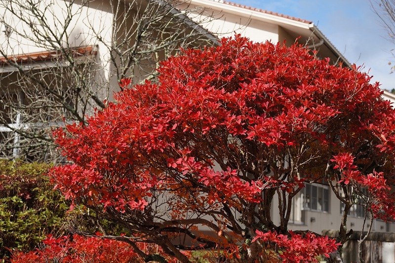 吉田中学校